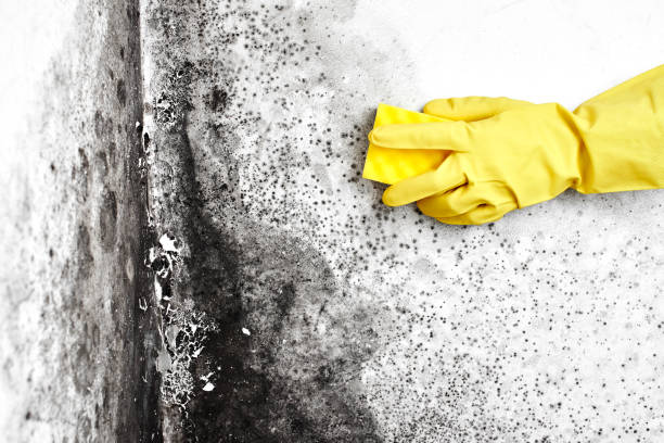Best Mold Removal and Inspection  in North Branch, MN