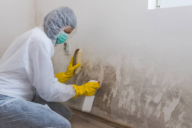 Best Commercial Mold Removal  in North Branch, MN