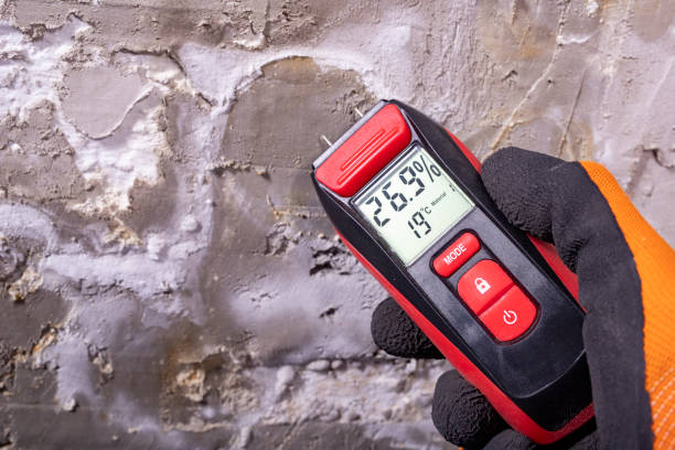 Best Mold Remediation Services  in North Branch, MN