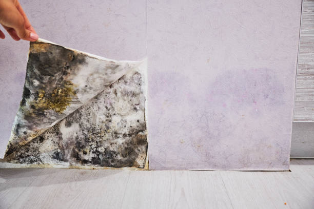 North Branch, MN Mold Removal Company